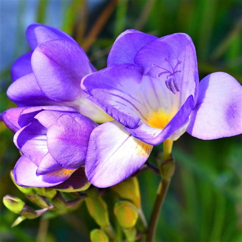 freesia flowers for sale.